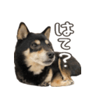 いくらとそら（個別スタンプ：37）