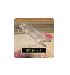 チャイちゃん,写真集（個別スタンプ：6）