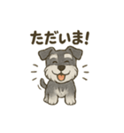 ミニチュアシュナウザーほっこりスタンプ2（個別スタンプ：1）