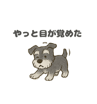 ミニチュアシュナウザーほっこりスタンプ2（個別スタンプ：3）