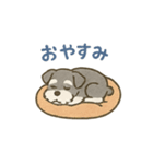 ミニチュアシュナウザーほっこりスタンプ2（個別スタンプ：6）