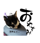 いりこのスタンプ しろくろと（個別スタンプ：8）