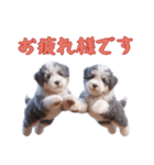 [お疲れ様です]イングリッシュシープドッグ（個別スタンプ：15）