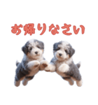 [お帰りなさい]イングリッシュシープドッグ（個別スタンプ：10）