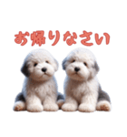 [お帰りなさい]イングリッシュシープドッグ（個別スタンプ：12）