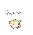 もっふもふポメラニアン！（個別スタンプ：31）