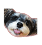 愛犬シュナウザーのまぁしゅ (文字無 Ver.)（個別スタンプ：1）