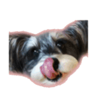 愛犬シュナウザーのまぁしゅ (文字無 Ver.)（個別スタンプ：2）
