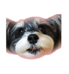 愛犬シュナウザーのまぁしゅ (文字無 Ver.)（個別スタンプ：3）