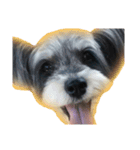 愛犬シュナウザーのまぁしゅ (文字無 Ver.)（個別スタンプ：4）