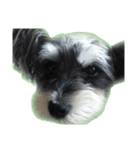 愛犬シュナウザーのまぁしゅ (文字無 Ver.)（個別スタンプ：5）