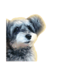 愛犬シュナウザーのまぁしゅ (文字無 Ver.)（個別スタンプ：6）