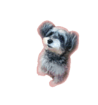愛犬シュナウザーのまぁしゅ (文字無 Ver.)（個別スタンプ：7）