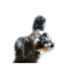 愛犬シュナウザーのまぁしゅ (文字無 Ver.)（個別スタンプ：8）