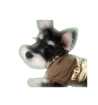 愛犬シュナウザーのまぁしゅ (文字無 Ver.)（個別スタンプ：10）