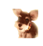 愛犬シュナウザーのまぁしゅ (文字無 Ver.)（個別スタンプ：12）