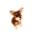 愛犬シュナウザーのまぁしゅ (文字無 Ver.)（個別スタンプ：13）