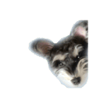 愛犬シュナウザーのまぁしゅ (文字無 Ver.)（個別スタンプ：14）