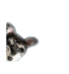 愛犬シュナウザーのまぁしゅ (文字無 Ver.)（個別スタンプ：15）