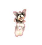 愛犬シュナウザーのまぁしゅ (文字無 Ver.)（個別スタンプ：16）