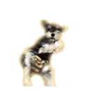 愛犬シュナウザーのまぁしゅ (文字無 Ver.)（個別スタンプ：19）