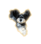 愛犬シュナウザーのまぁしゅ (文字無 Ver.)（個別スタンプ：20）