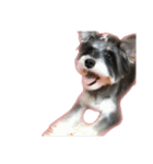 愛犬シュナウザーのまぁしゅ (文字無 Ver.)（個別スタンプ：25）