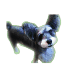 愛犬シュナウザーのまぁしゅ (文字無 Ver.)（個別スタンプ：26）
