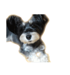 愛犬シュナウザーのまぁしゅ (文字無 Ver.)（個別スタンプ：27）