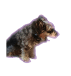 愛犬シュナウザーのまぁしゅ (文字無 Ver.)（個別スタンプ：29）
