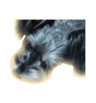 愛犬シュナウザーのまぁしゅ (文字無 Ver.)（個別スタンプ：31）