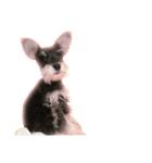 愛犬シュナウザーのまぁしゅ (文字無 Ver.)（個別スタンプ：32）