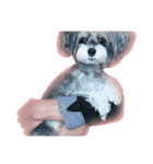 愛犬シュナウザーのまぁしゅ (文字無 Ver.)（個別スタンプ：34）