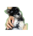 愛犬シュナウザーのまぁしゅ (文字無 Ver.)（個別スタンプ：35）