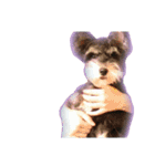 愛犬シュナウザーのまぁしゅ (文字無 Ver.)（個別スタンプ：36）