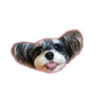 愛犬シュナウザーのまぁしゅ (文字無 Ver.)（個別スタンプ：38）