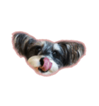 愛犬シュナウザーのまぁしゅ (文字無 Ver.)（個別スタンプ：39）