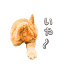 スコティッシュゆきちさん！（個別スタンプ：19）