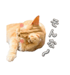 スコティッシュゆきちさん！（個別スタンプ：20）