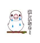 桜文鳥の僕と白文鳥のクーミンでーす。（個別スタンプ：11）