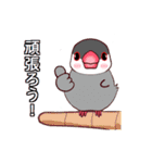 桜文鳥の僕と白文鳥のクーミンでーす。（個別スタンプ：12）