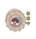桜文鳥の僕と白文鳥のクーミンでーす。（個別スタンプ：13）