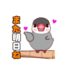 桜文鳥の僕と白文鳥のクーミンでーす。（個別スタンプ：34）