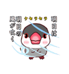 桜文鳥の僕と白文鳥のクーミンでーす。（個別スタンプ：40）