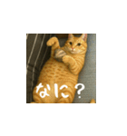 クスッと笑える小花達の会話2（個別スタンプ：11）