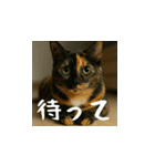 クスッと笑える小花達の会話2（個別スタンプ：16）