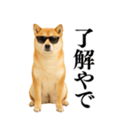 【関西弁】柴犬の日常会話で使える関西弁（個別スタンプ：1）