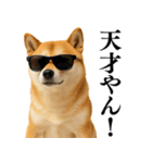 【関西弁】柴犬の日常会話で使える関西弁（個別スタンプ：2）