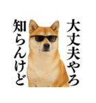 【関西弁】柴犬の日常会話で使える関西弁（個別スタンプ：4）