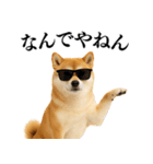 【関西弁】柴犬の日常会話で使える関西弁（個別スタンプ：5）